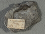 IMLS Silurian Reef Digitization Project, Image of a Silurian brachiopod label PE 54472